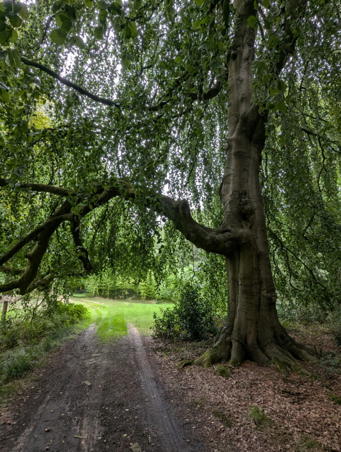 Schloss Gruuthuse, Kasteel Gruuthuse, Park Gruuthuse